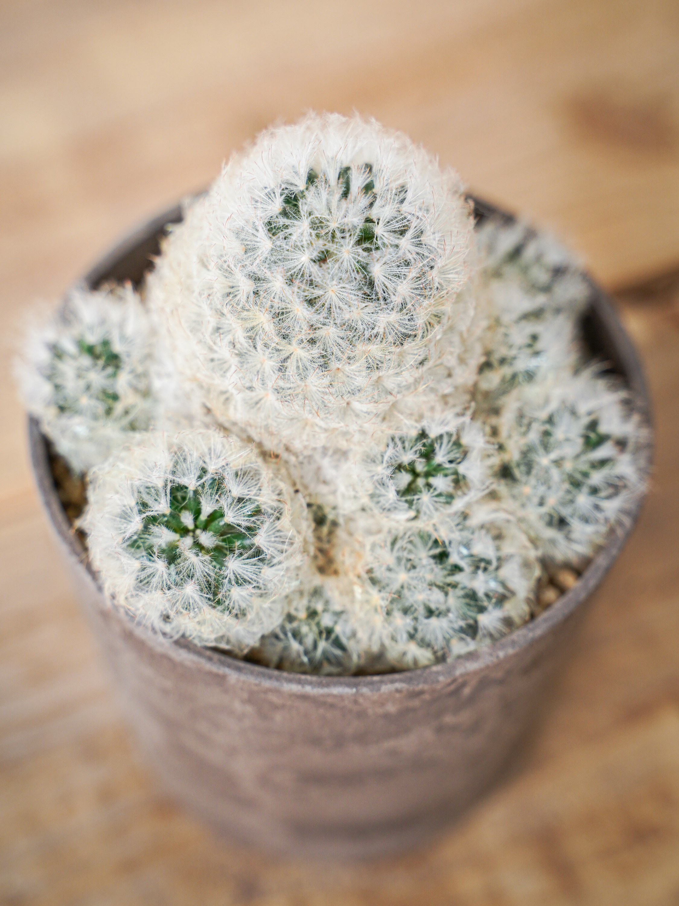 マミラリア 白星 | ハレハナプランツプラスオンラインショップ